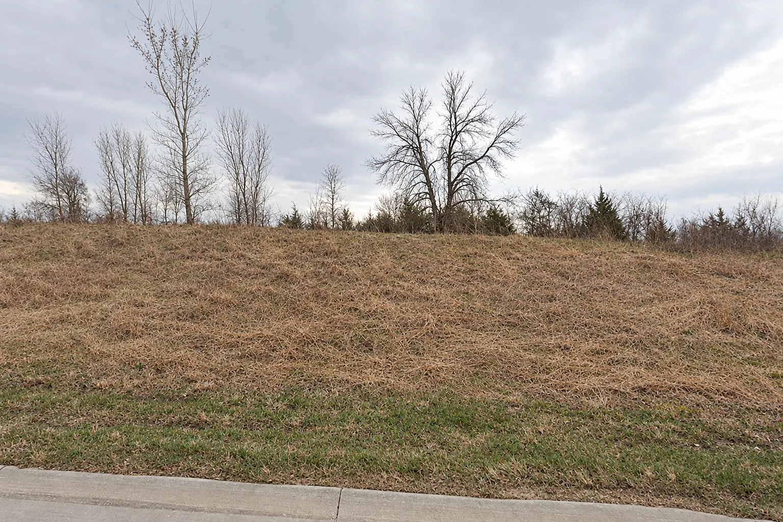 Vacant field of dormant grass with bare trees along a residential street in Cedar Falls, Iowa