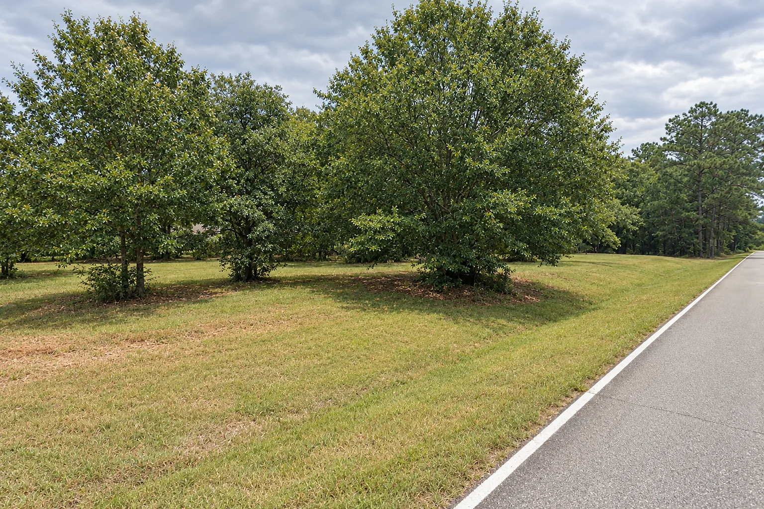 Lawn and mature hardwood trees along a two-lane rural road near West Point, Georgia